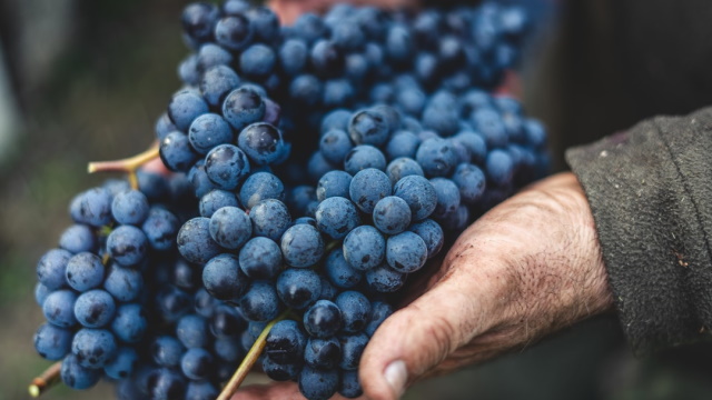 Close up of hands holding bunches of pinot noir grapes